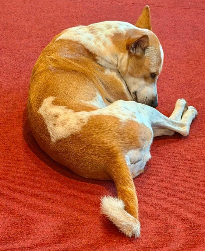 ALOKA asleep in a circle