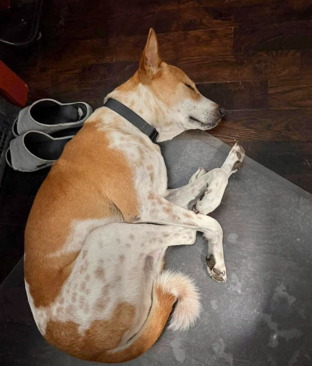 ALOKA asleep beside shoes
