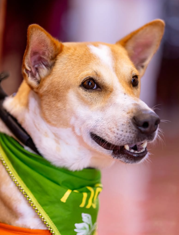 ALOKA smiling in a green bandana