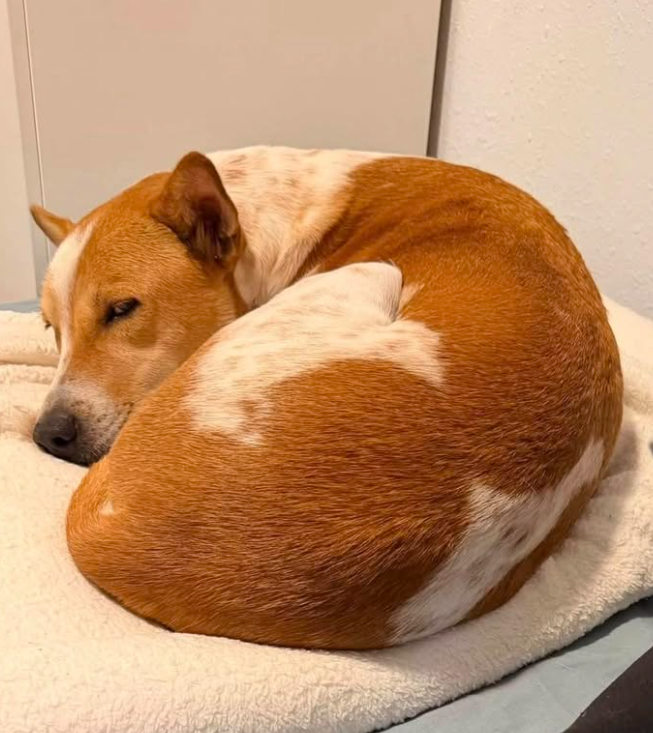 ALOKA curled up on a blanket