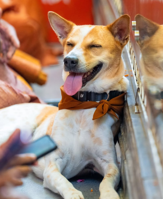 ALOKA smiling with tongue out