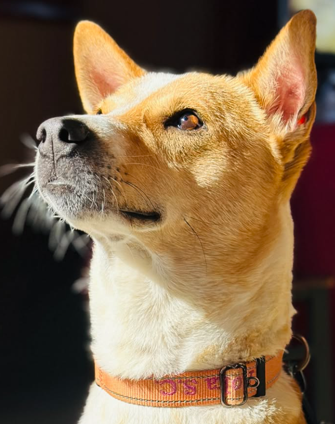 ALOKA in golden light